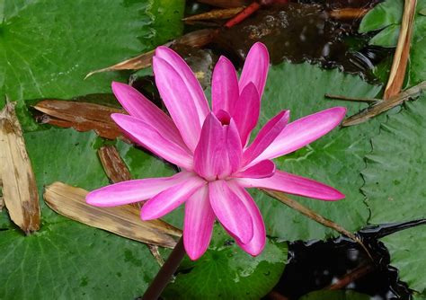 Lilyflowerred Water Lilylal Shaplalal Kamal Free Image From