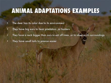 Grassland Animal Adaptations
