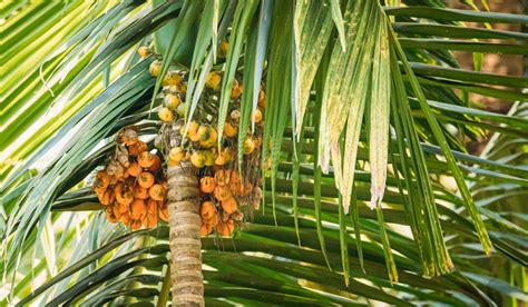 Areca Catechu Medicinal Uses Benefits And Plant Care Tips