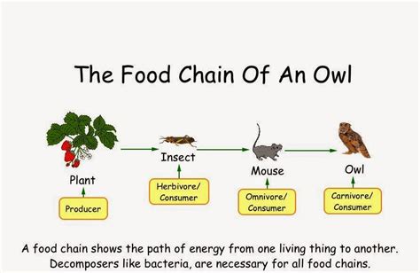 Science Online The Energy Paths Through The Living Organisms In The