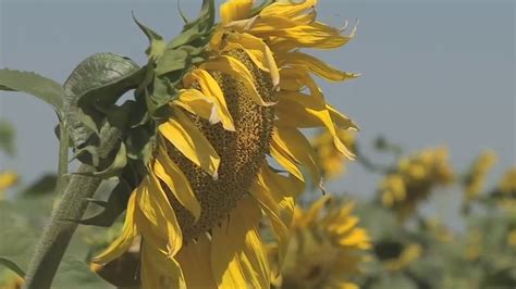 north dakota awarded grants for specialty crops kvrr local news