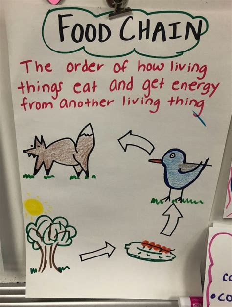Anchor Chart Website Second Grade Science Anchor Charts