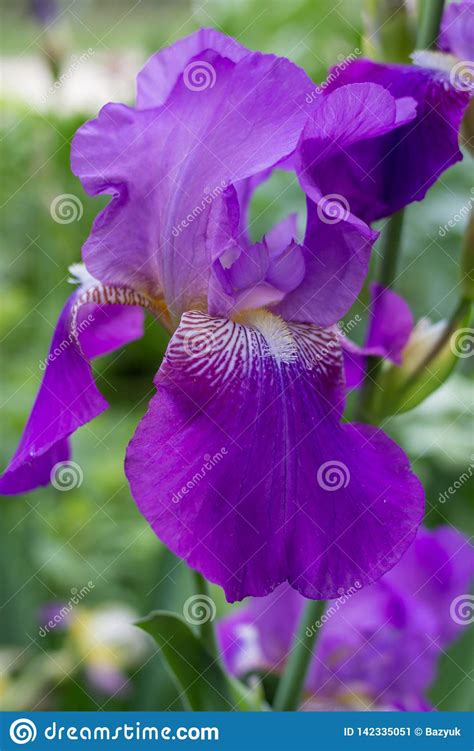 Purple Iris Flowerbeautiful Variety Of Violet Flower