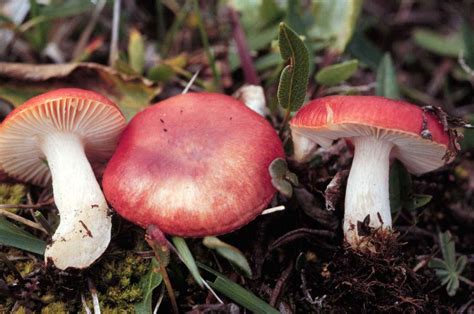 Podeli ovu sliku na svom facebook zidu. Nije jestiva - Alpska golubica (Russula nana) | Pijani Tvor