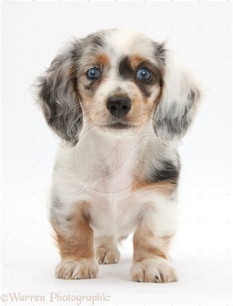 63 White Long Haired Dachshund For Sale Picture Bleumoonproductions
