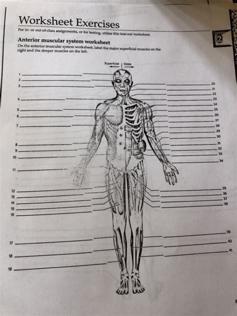 Muscle Labeling Worksheet With Answers
