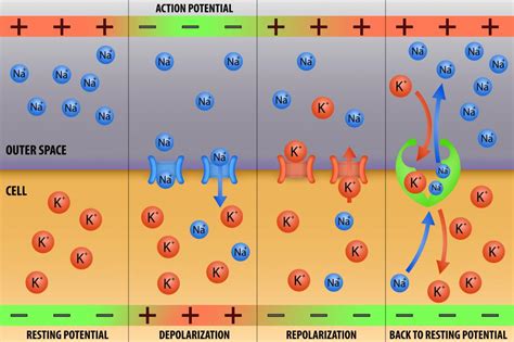 What Is Action Potential With Pictures