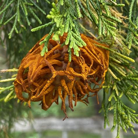 Orange gunk in my cedar trees! Creepy Orange Fungus ~ Cedar-Apple-Rust ~ Vic's Tree Service