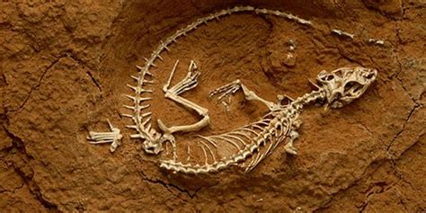 Paleontology Content Tag