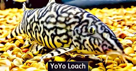 Yoyo Loach Info And Care Auquarium Fish Keepers