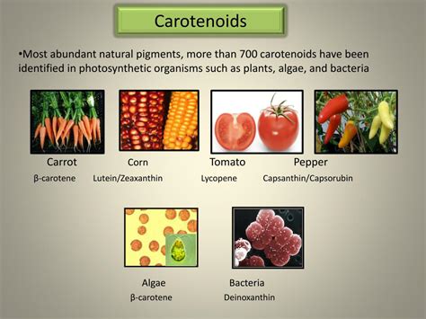 Ppt Carotenoids Powerpoint Presentation Free Download Id2045923