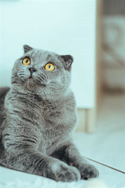 Purrfect Companions 10 Best Cat Breeds For Seniors