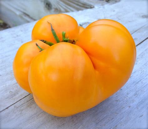 Amana Orange Beefsteak Tomato Heirloom Non Gmo Seeds Rare Etsy