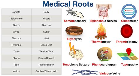 Medical Terminology Root Words Made Easy Dictionary Meanings Course