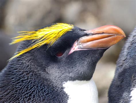 Macaroni Penguin New Zealand Birds Online