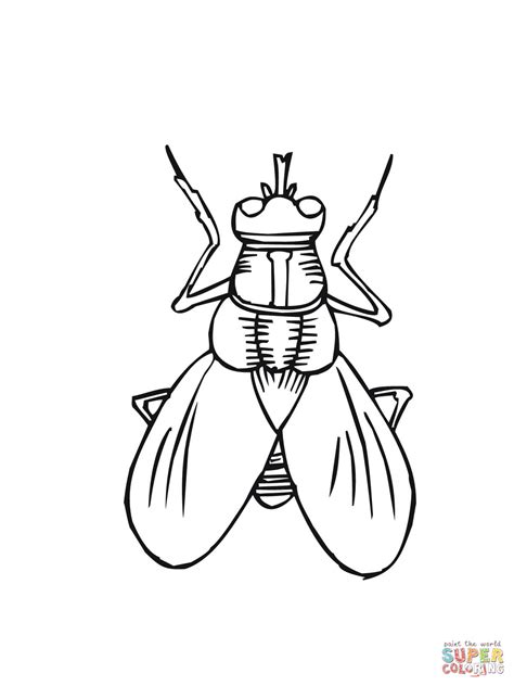 House Fly Coloring Online Super Coloring