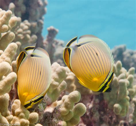 Coral Reefs Hawaii Wildlife Fund