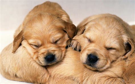 Cute Puppy Wallpapers Wallpaper Cave