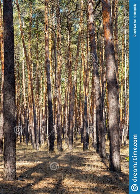 Reserved Pine Forest With Tall Trunks Of Trees Stock Image Image Of