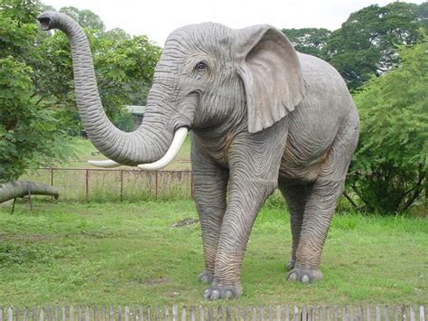 Dunia Binatang Gajah