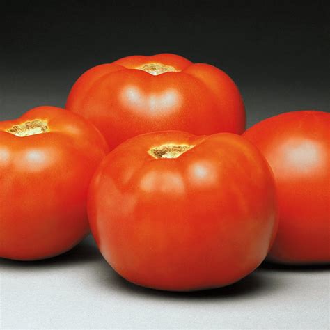 Better Bush Tomato Plants For Sale Growjoy Inc