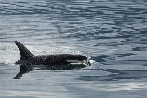 Orca In Alaska Photograph By Eric Johnson Fine Art America