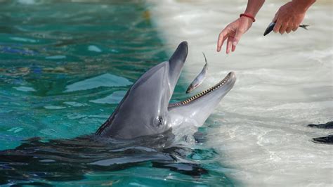 Large dolphins, such as orcas may eat other marine mammals, such as sea lions or sea turtles. What type of fish do dolphins eat? | Reference.com