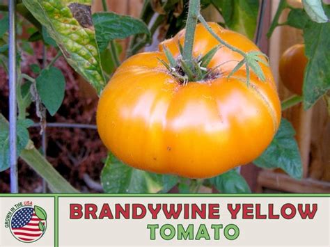 10 Brandywine Yellow Tomato Seeds Heirloom Non Gmo Genuine Etsy