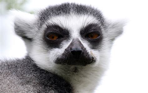 Lemurs Are What They Eat Cosmos Magazine