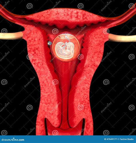 Female Reproductive System Stock Illustration Image