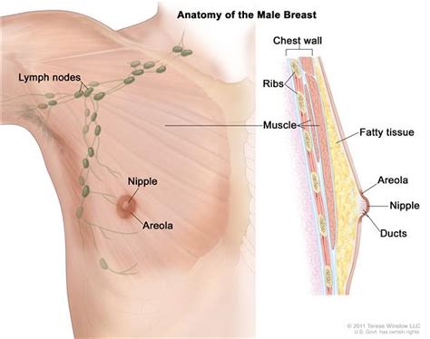 Bones of the chest and upper back. Definition of areola - NCI Dictionary of Cancer Terms - National Cancer Institute