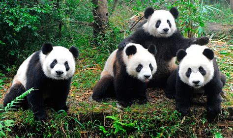 Oso Panda Anatomia Del Oso Panda Y Mas