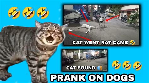 Cat Sound Prank On Dogs Funny 🤣 Prank Cat Went Rat Came Pranks