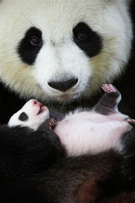 Giant Panda Female Holding Baby Beauval Zoo France Photograph By
