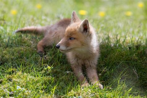 Premium Photo Red Fox Cub Of Cubs In There Natural Habitat Just Born