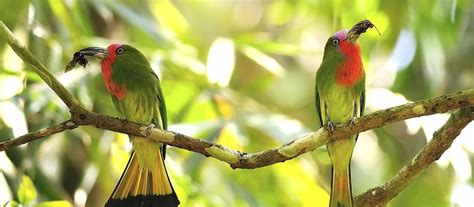 The Birds Of Borneo A Journey Through Sabah Jacada Travel