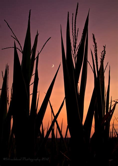 Sunset At The Cornfield Photograph By Straublund Photography Fine Art