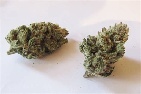 Banana Og Why Colorado Tokers Love This Strain Westword