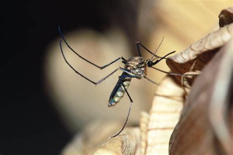 Mosquito Stock Image Image Of Tiger Mosquito Dangerous 70564021