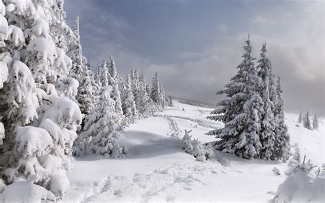 Nature Landscapes Winter Snow Seasons Trees