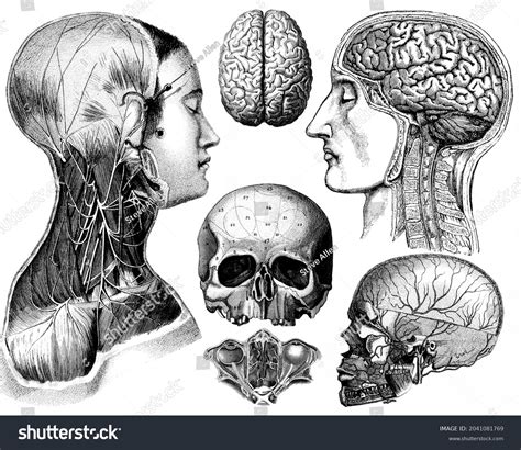 Medical Old Victorian Anatomical Illustrations Isolated Stock