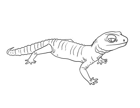 Gecko Simple Para Colorear Imprimir E Dibujar Coloringonlycom