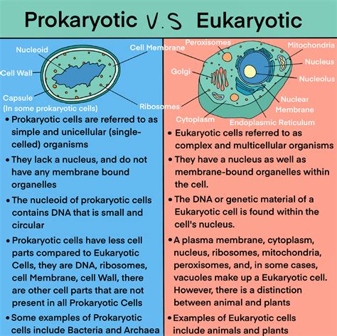 Prokaryotes Vs Eukaryotes Biotech Global Health Outreach