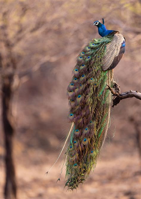 All About The Indian Peafowl Nature Infocus