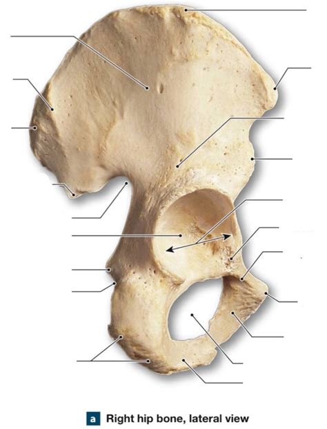 Lateral Right Hip Bone Diagram Quizlet