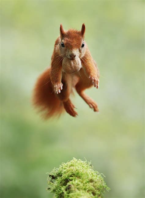 Riesige bilderwitze ✚ cartoons sammlung. Akrobat Foto & Bild | eichhörnchen, nuss, natur Bilder auf ...