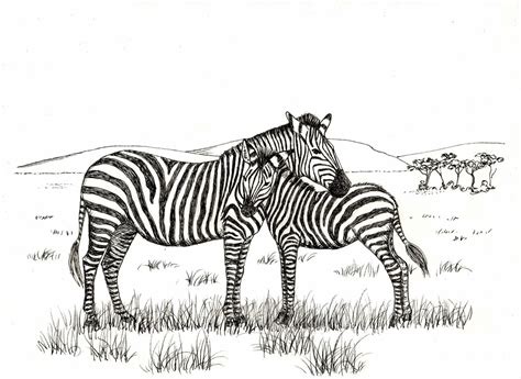 How To Draw A Realistic Zebra Archives How To Draw