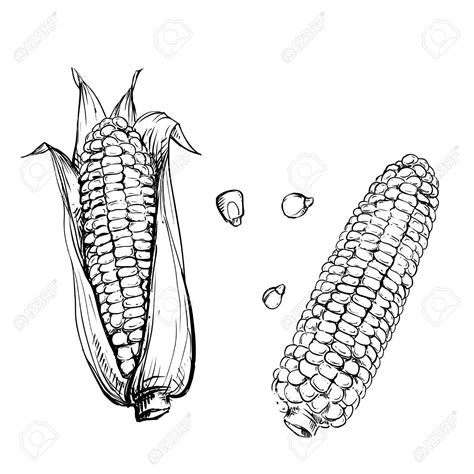 Sweet Corn Drawing At Getdrawings Free Download