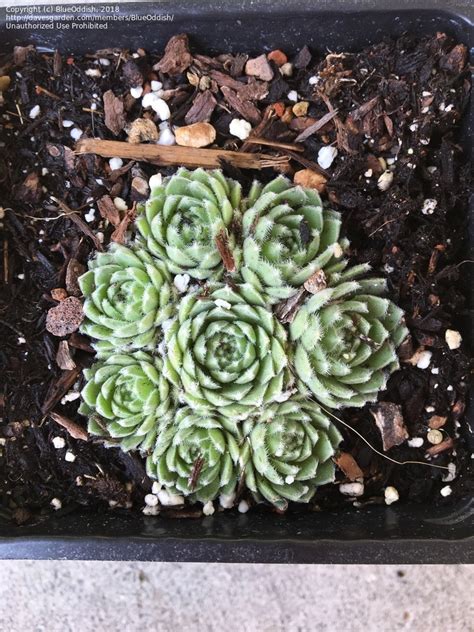 Plantfiles Pictures Hens And Chicks House Leek Live Forever Pacific