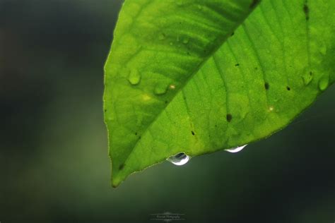 Wallpaper Sunlight Landscape Nature Water Drops Insect Green